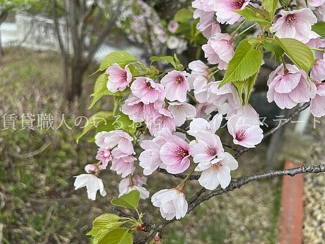 仏生山公園に桜を観に行ってきました(*´▽｀*)